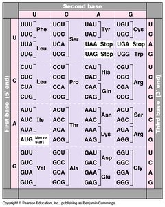 Codon table: mRNA triplet codes for amino acids