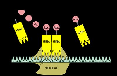 tRNA matching codons to amino acids at ribosome