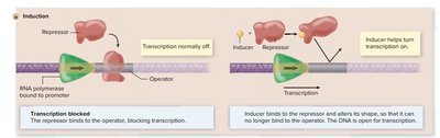 Operon regulation: repressor and inducer