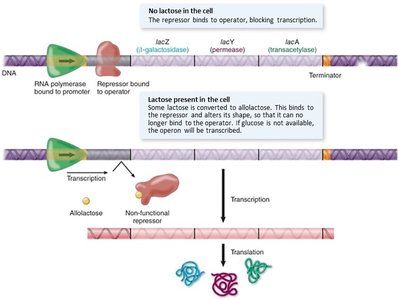 Lac operon: regulation by lactose and glucose