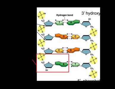 DNA structure with hydrogen bonds and base pairs