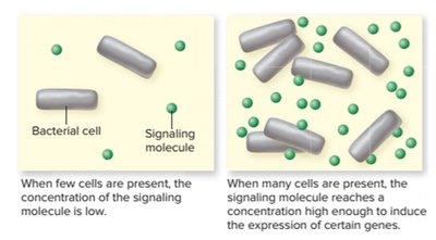 Quorum sensing: signaling molecule concentration