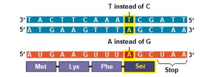 Silent mutation: no effect on protein sequence