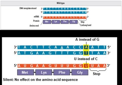 Missense mutation: amino acid change