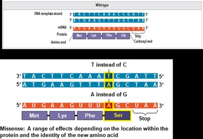 Nonsense mutation: premature stop codon
