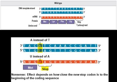 Frameshift mutation: insertion or deletion