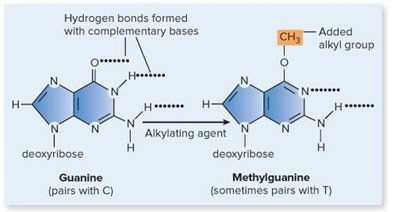 Alkylating agent: methyl group addition to guanine