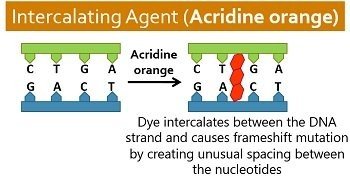 Intercalating agent: acridine orange causing frameshift