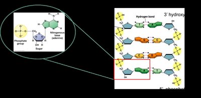 Nucleotide structure and DNA base pairing