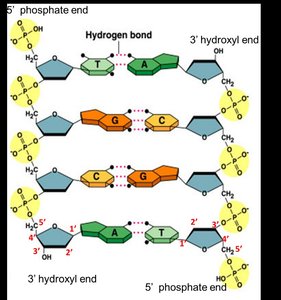 Directionality of DNA: 5' phosphate and 3' hydroxyl ends