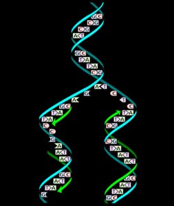 DNA replication fork and synthesis