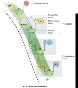 RNA structure: single-stranded, uracil, phosphodiester bonds