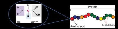 Amino acid structure and peptide bond formation