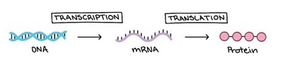 Transcription and translation: DNA to mRNA to protein