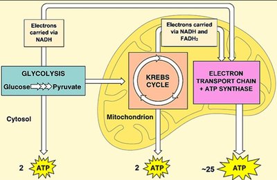 Diagram of cellular respiration stages: glycolysis, Krebs cycle, electron transport chain