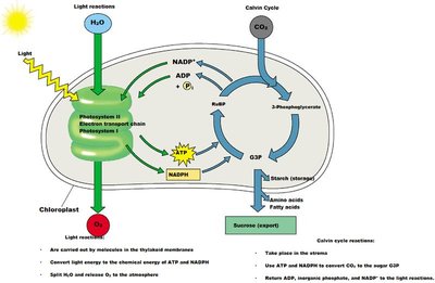 Diagram of photosynthesis: light reactions and Calvin cycle in chloroplast