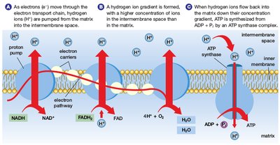 Electron transport chain and ATP synthase mechanism