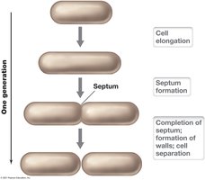 Binary fission in a rod-shaped bacterium