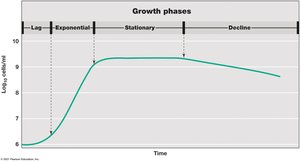 Typical growth curve for a bacterial population