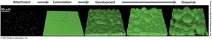 Pseudomonas aeruginosa biofilm development