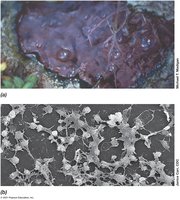Examples of biofilms