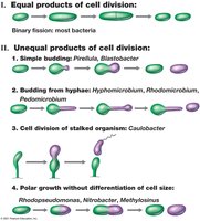 Cell division in different morphological forms of bacteria