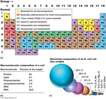 Elemental and macromolecular composition of a bacterial cell