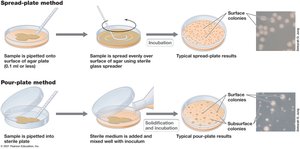 Spread-plate and pour-plate methods