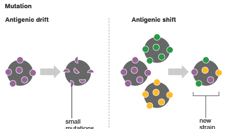 Antigenic drift and shift