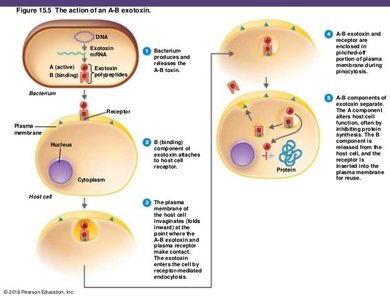 Action of an A-B exotoxin