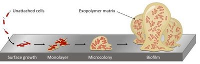 Biofilm formation stages