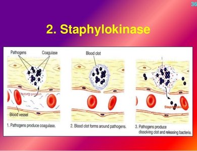Staphylokinase action