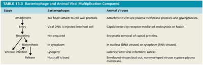 Table comparing bacteriophage and animal virus multiplication