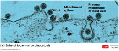 Entry of virus by pinocytosis