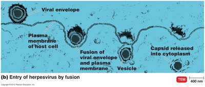 Entry of virus by fusion