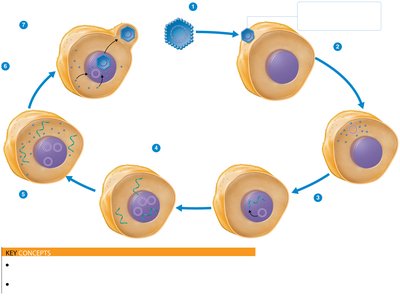Replication of a DNA-containing animal virus