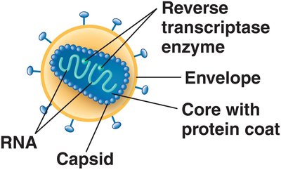 Structure of a retrovirus
