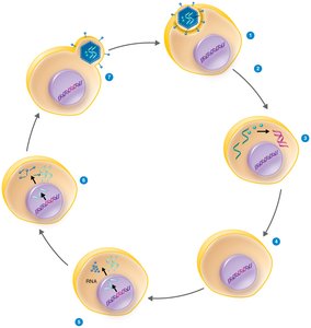 Multiplication and inheritance of retroviridae