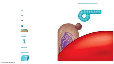 Relative sizes of viruses, bacteria, and cells