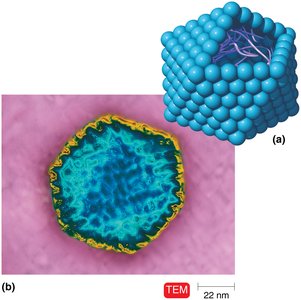 Nonenveloped polyhedral virus structure