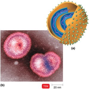 Enveloped helical virus structure