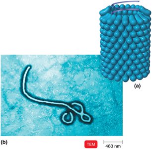 Helical virus structure