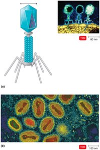 Complex virus and bacteriophage structure