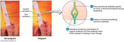 Monoclonal antibody-based pregnancy test