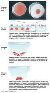 Agglutination test and hemagglutination