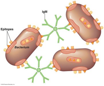 IgM-mediated agglutination of bacteria