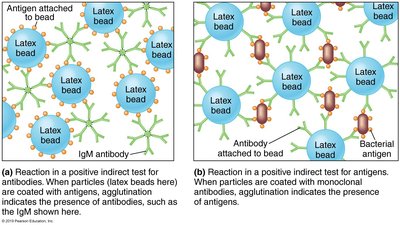 Indirect agglutination using latex beads
