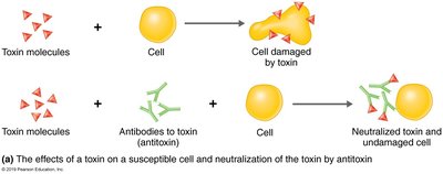Neutralization of toxins by antibodies