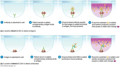 Direct and indirect ELISA procedures