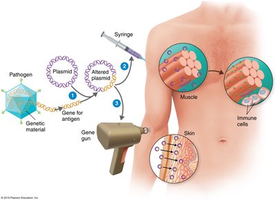 DNA vaccine delivery and immune response